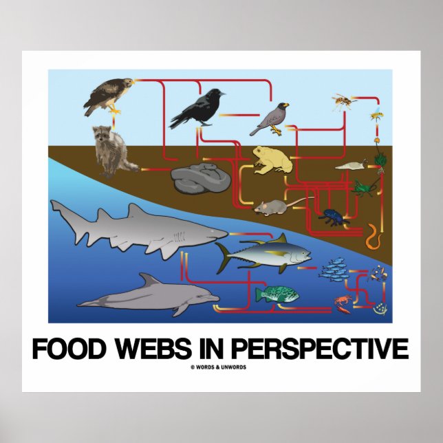 Póster Webs de alimentos en perspectiva (Biología oceánic (Frente)