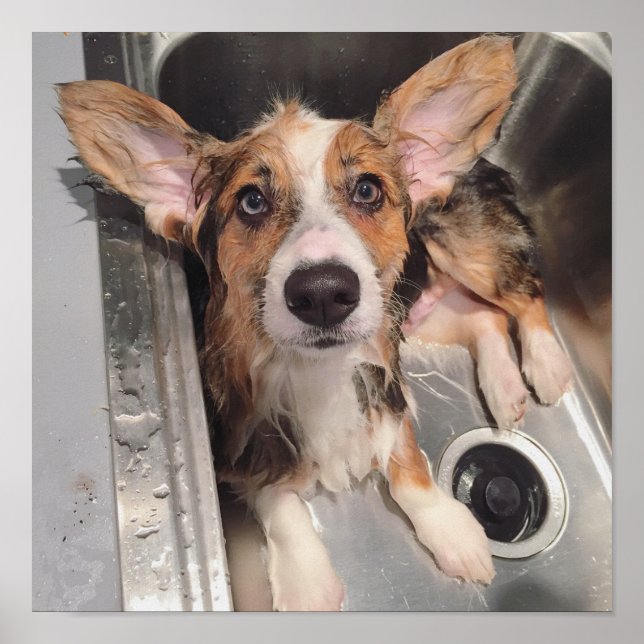 Póster Wed Baby Corgi Puppy (Frente)