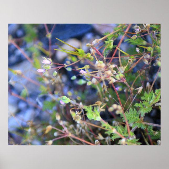 Póster Weeds (Frente)