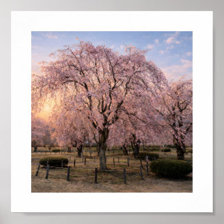 Póster Weeping Cherry Blossom at Sunset – Art Print