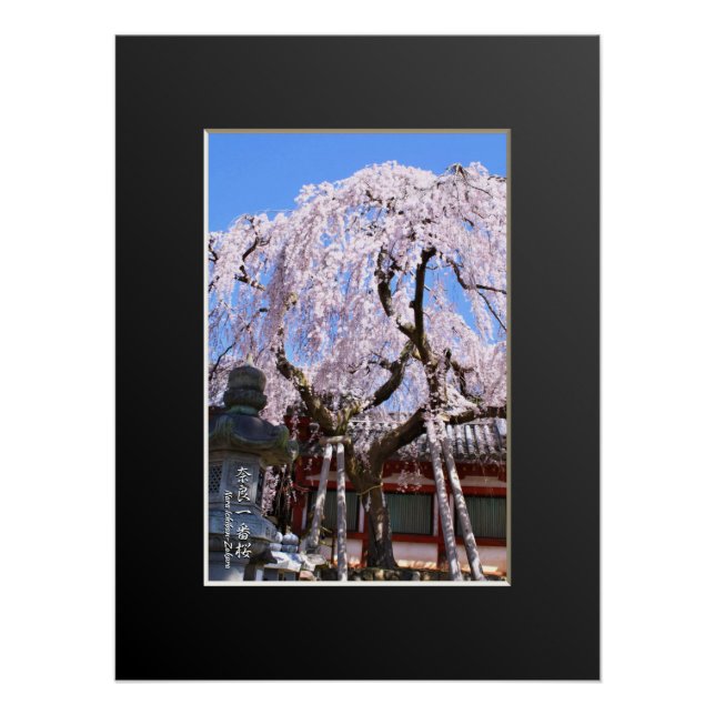Póster Weeping cherry tree ("Nara Ichiban-Zakura") (Anverso)