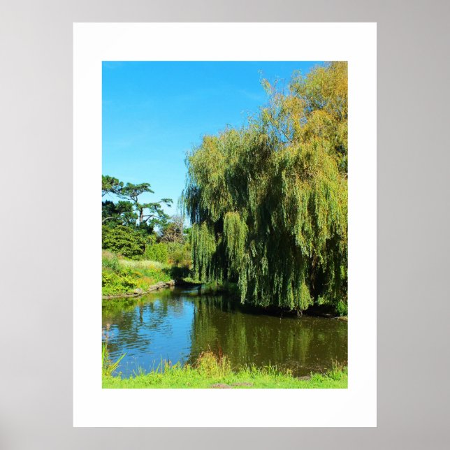 Póster Weeping willow tree and lake (Frente)
