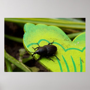 Póster Weevil, escarabajos, Curculionoidea, Bug