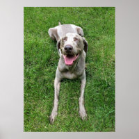 Weimaraner