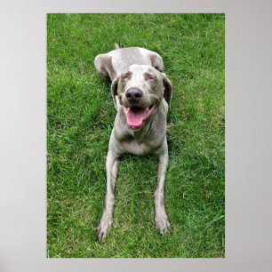 Póster Weimaraner