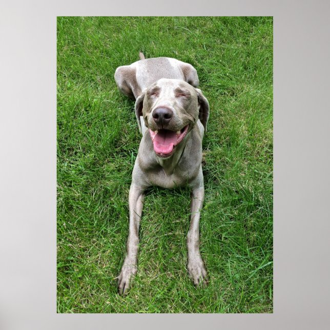 Póster Weimaraner (Frente)