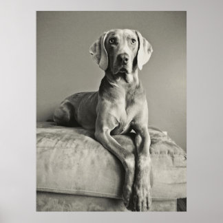 Póster Weimaraner