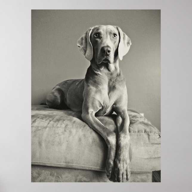 Póster Weimaraner (Frente)