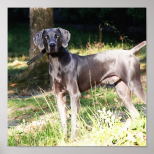 Póster Weimaraner azul