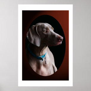 Póster Weimaraner en la luz de la mañana