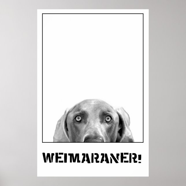 Póster Weimaraner En Un Poster De Caja (Frente)
