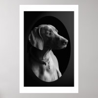 Weimaraner In The Morning Light (Black & White)