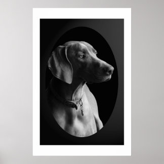 Póster Weimaraner In The Morning Light (Black & White)