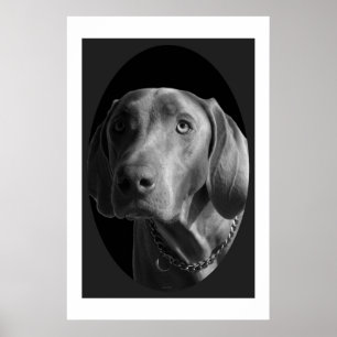Póster Weimaraner - intenso (negro y blanco)