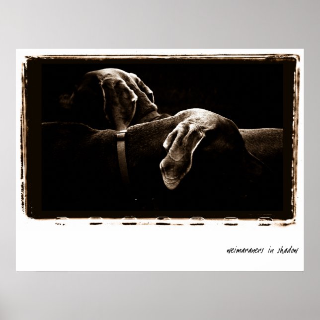 Póster Weimaraner Nation : Weimaraners A La Sombra (Frente)