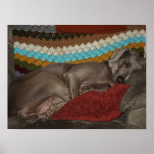 Póster Weimaraner Snooze