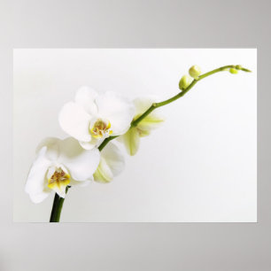 Póster Weiße Orchideen