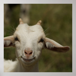 Póster Weisses Ziegenlamm beobachtet interesiert den Beob