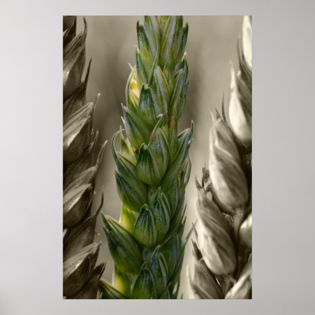 Póster Weizen-Wheat (Frente)