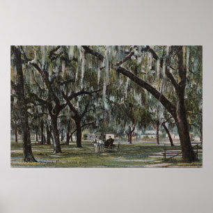 Póster Welaka, FL - Vista del parque Welaka y los árboles
