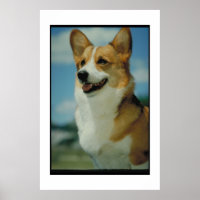 Welsh Corgi Poster