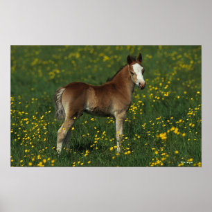 Póster Welsh Foal