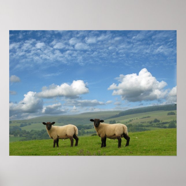 Póster Welsh Lambs (Frente)