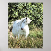 WELSH MOUNTAIN MARE