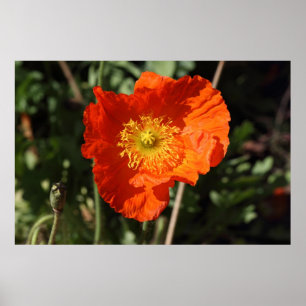 Póster Welsh Poppy (Naranja)