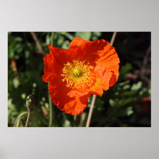 Póster Welsh Poppy (Naranja)