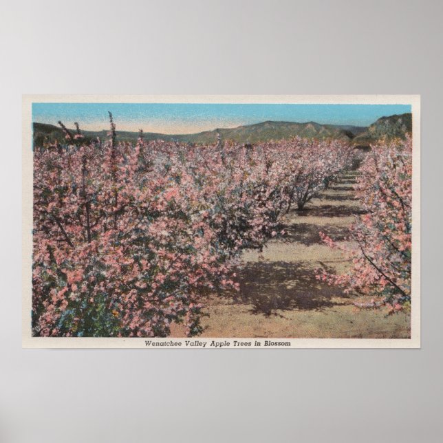 Póster Wenatchee, WAView de los manzanos en flor (Frente)