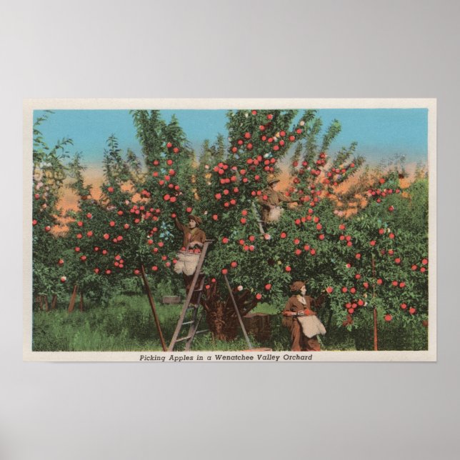 Póster Wenatchee, WAView of Apple Orchard & Workers (Frente)