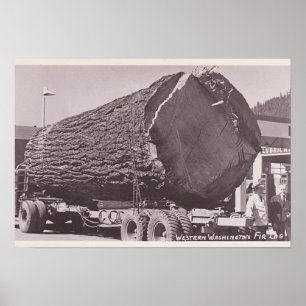 Póster West Washington Fir Log alrededor de 1940