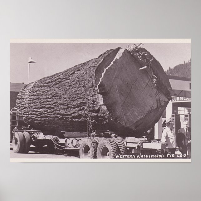 Póster West Washington Fir Log alrededor de 1940 (Frente)