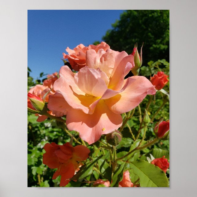 Póster Westerland Rose Coral (Frente)