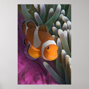 Póster Western Clown Anemone Fish