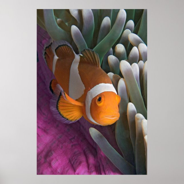 Póster Western Clown Anemone Fish (Frente)