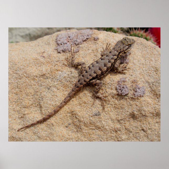 Póster Western Fence Lizard (Frente)