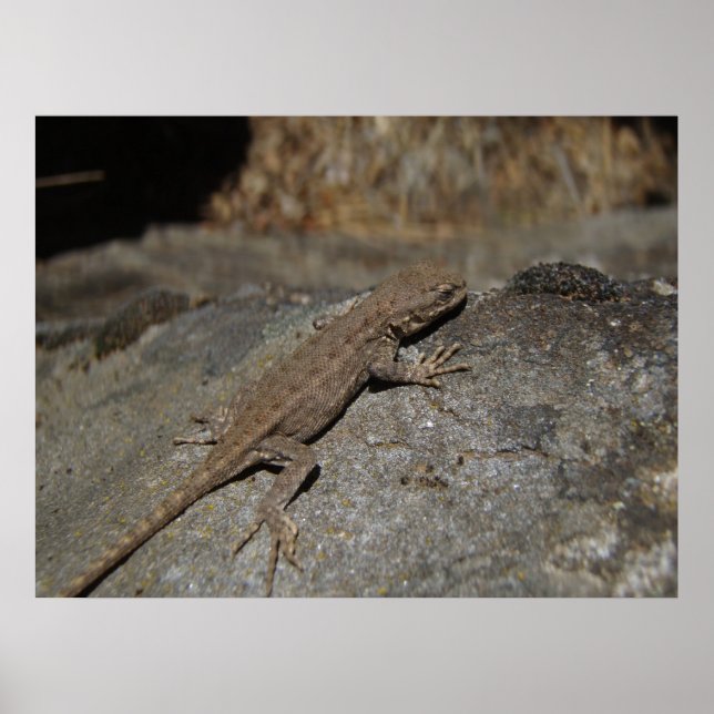 Póster Western Fence Lizard (Frente)