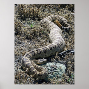 Póster Western Rattlesnake