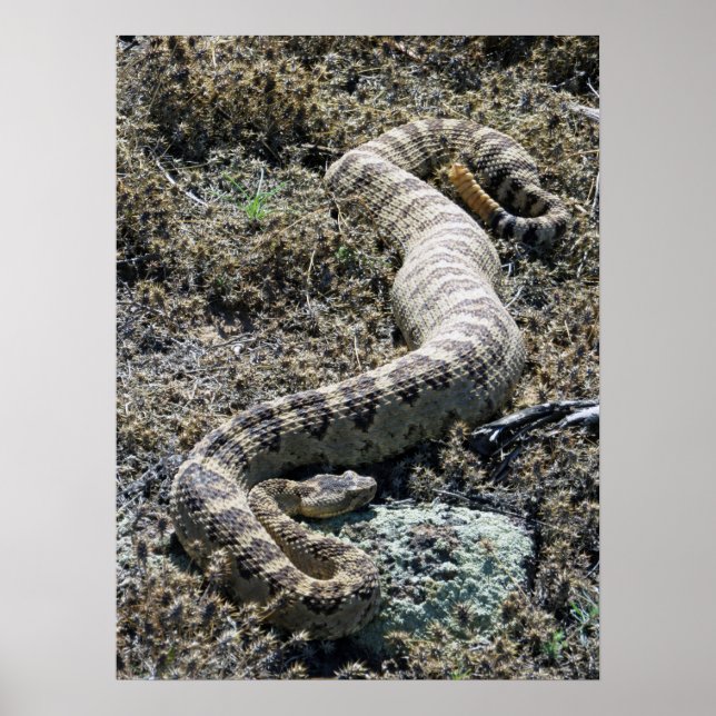 Póster Western Rattlesnake (Frente)