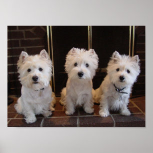 Póster Westie Chica Trio
