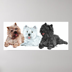 Póster Westie con dos Cairn Terriers