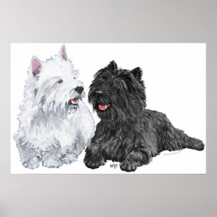 Póster Westie con un Cairn Terrier negro