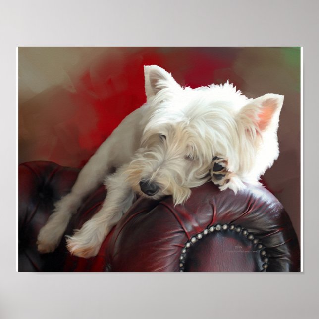 Póster Westie descansando (Frente)