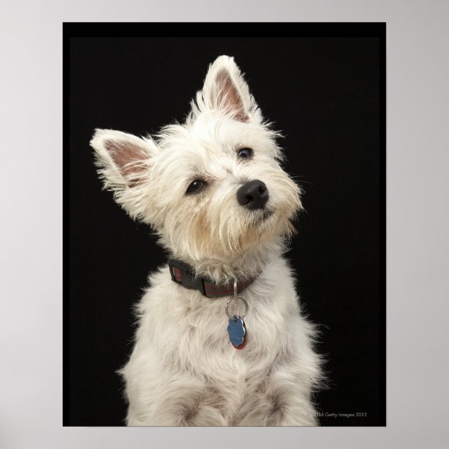 Póster Westie (West Highland terrier) con cuello (Frente)