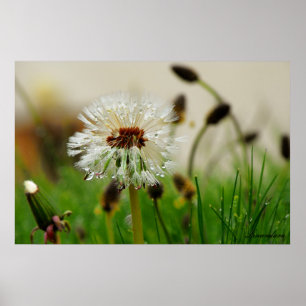 Póster Wet Dandelion