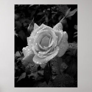 Póster Wet Rose
