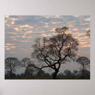 Póster Wetlands Pantanal Sudamérica, Brasil