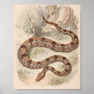 Póster WH Freeman - cartera del constrictor de boa